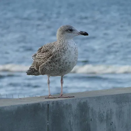 דירה Scandynawski קולובז'ג