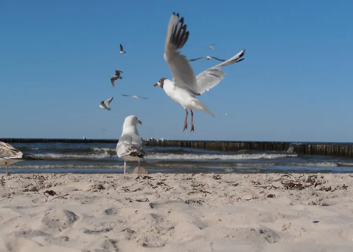 Scandynawski Lägenhet Kołobrzeg