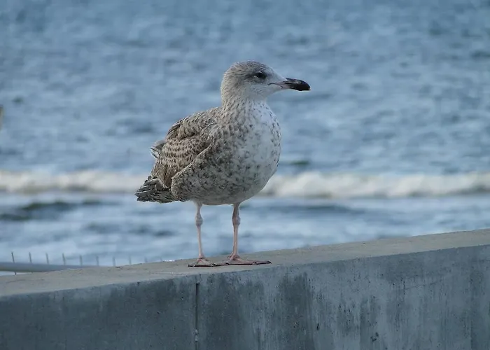 דירה Scandynawski קולובז'ג